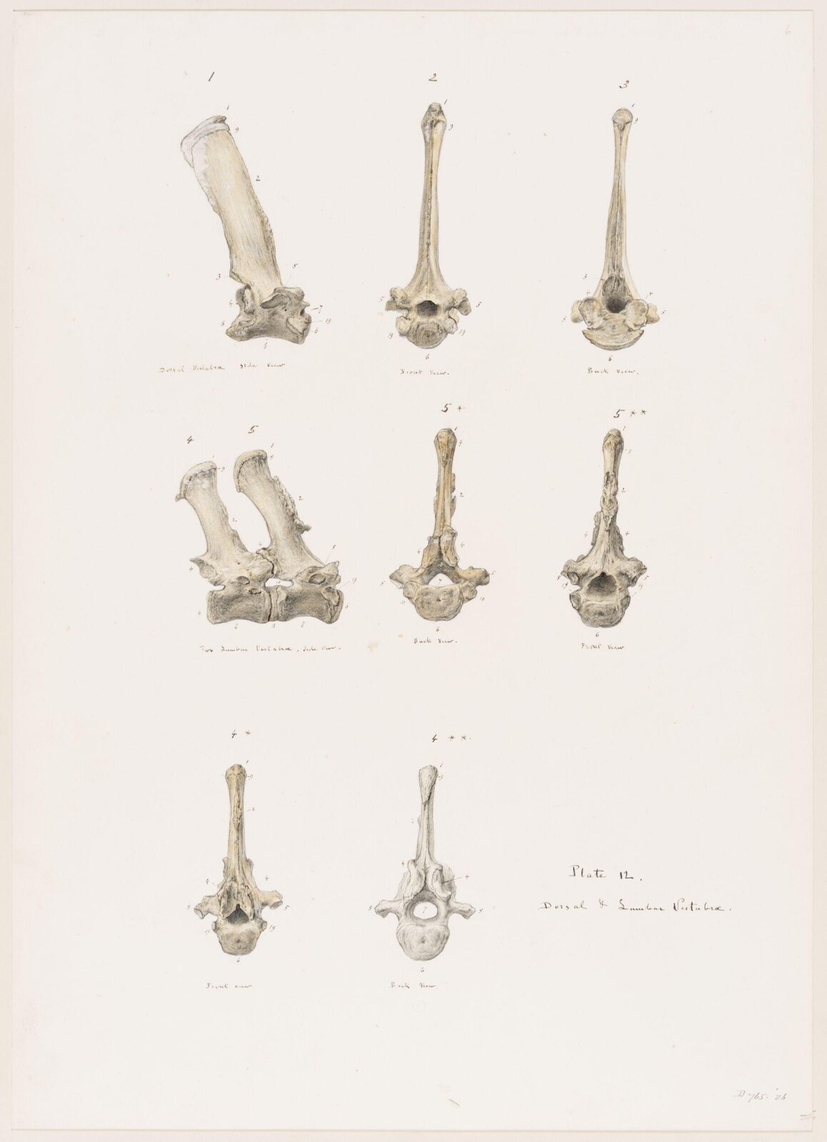 Drawing, Elijah Walton, 1865