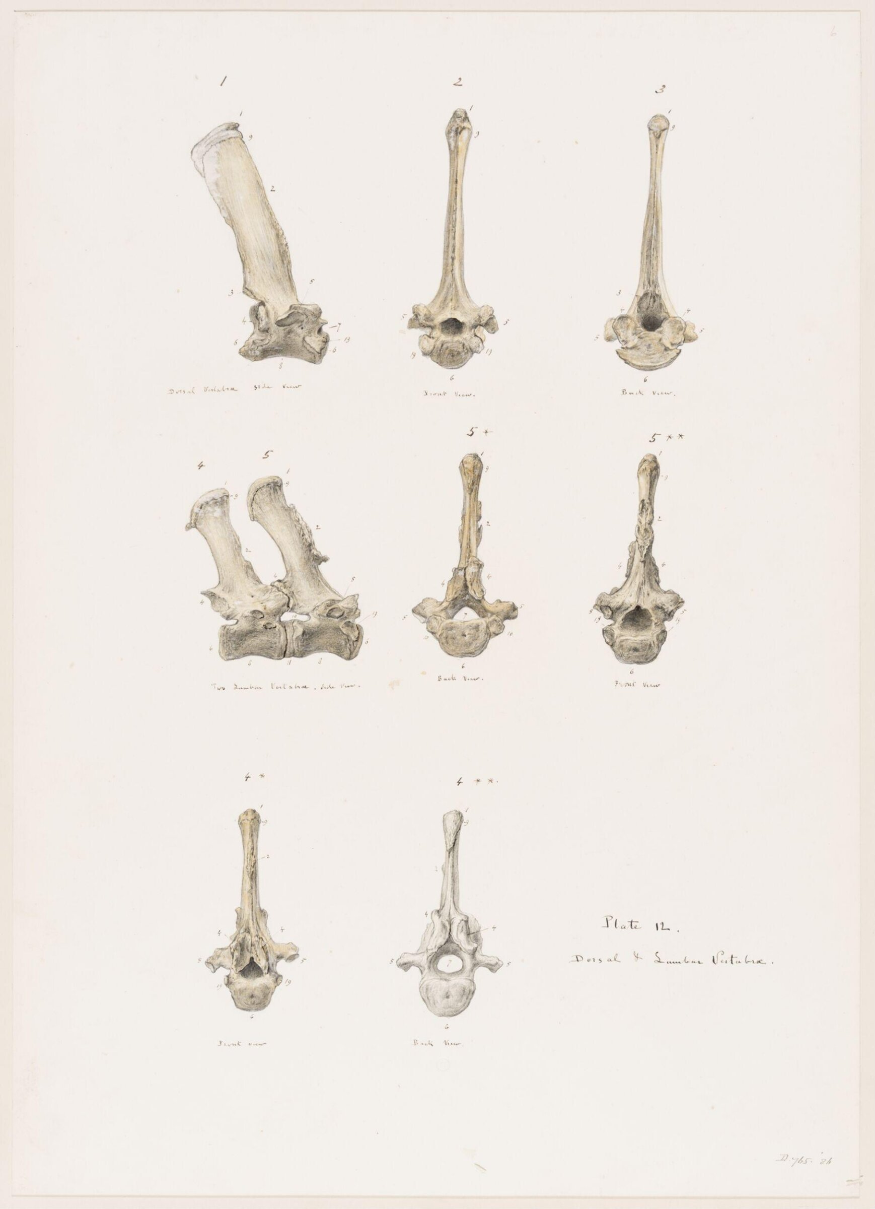 Drawing, Elijah Walton, 1865