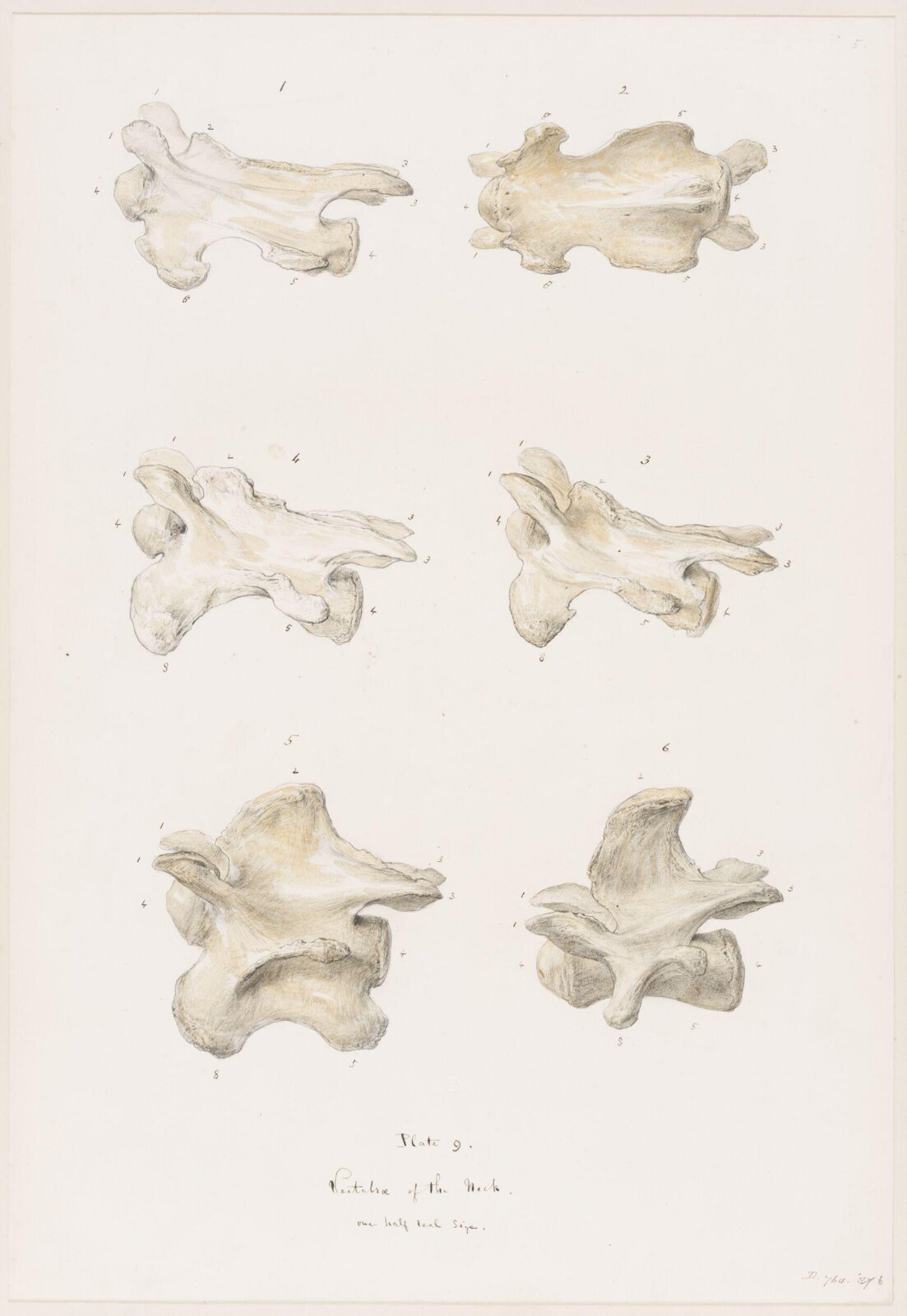 Drawing, Elijah Walton, 1865
