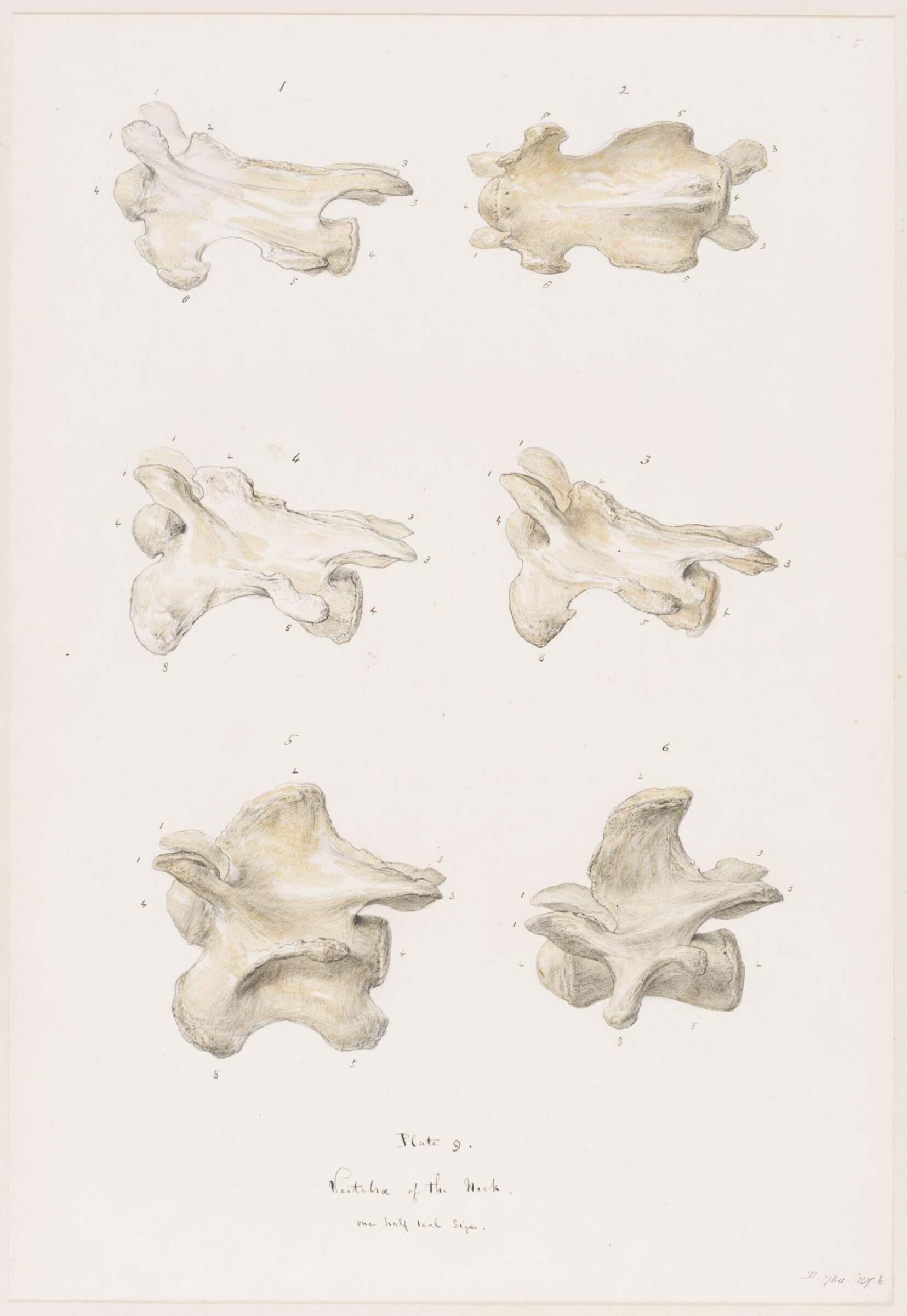 Drawing, Elijah Walton, 1865