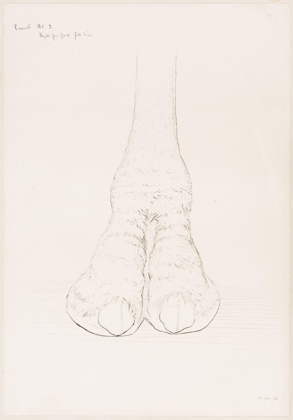 Drawing, Elijah Walton, 1865