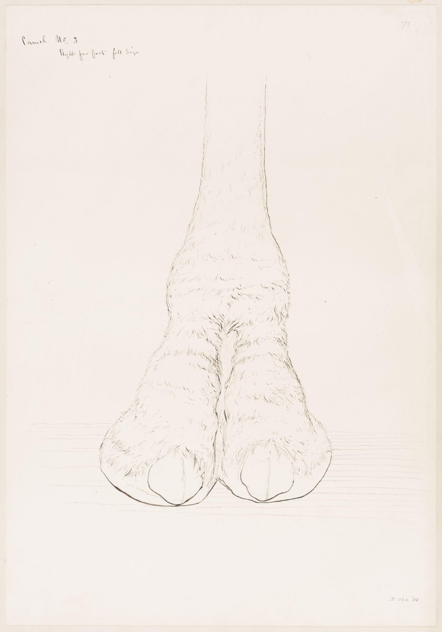 Drawing, Elijah Walton, 1865