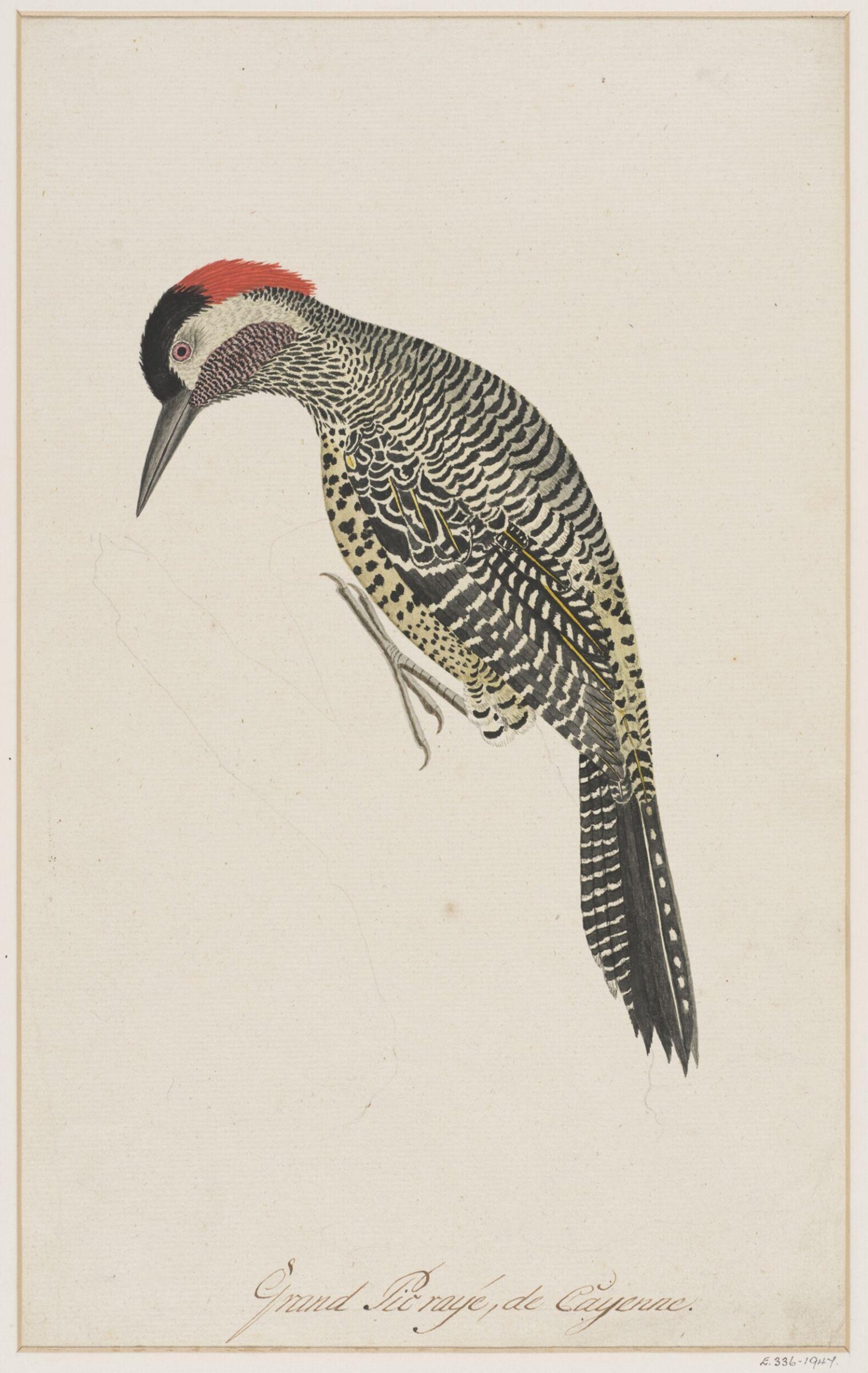 Grand pic rayé de Cayenne, François Nicholas Martinet, 1780-83