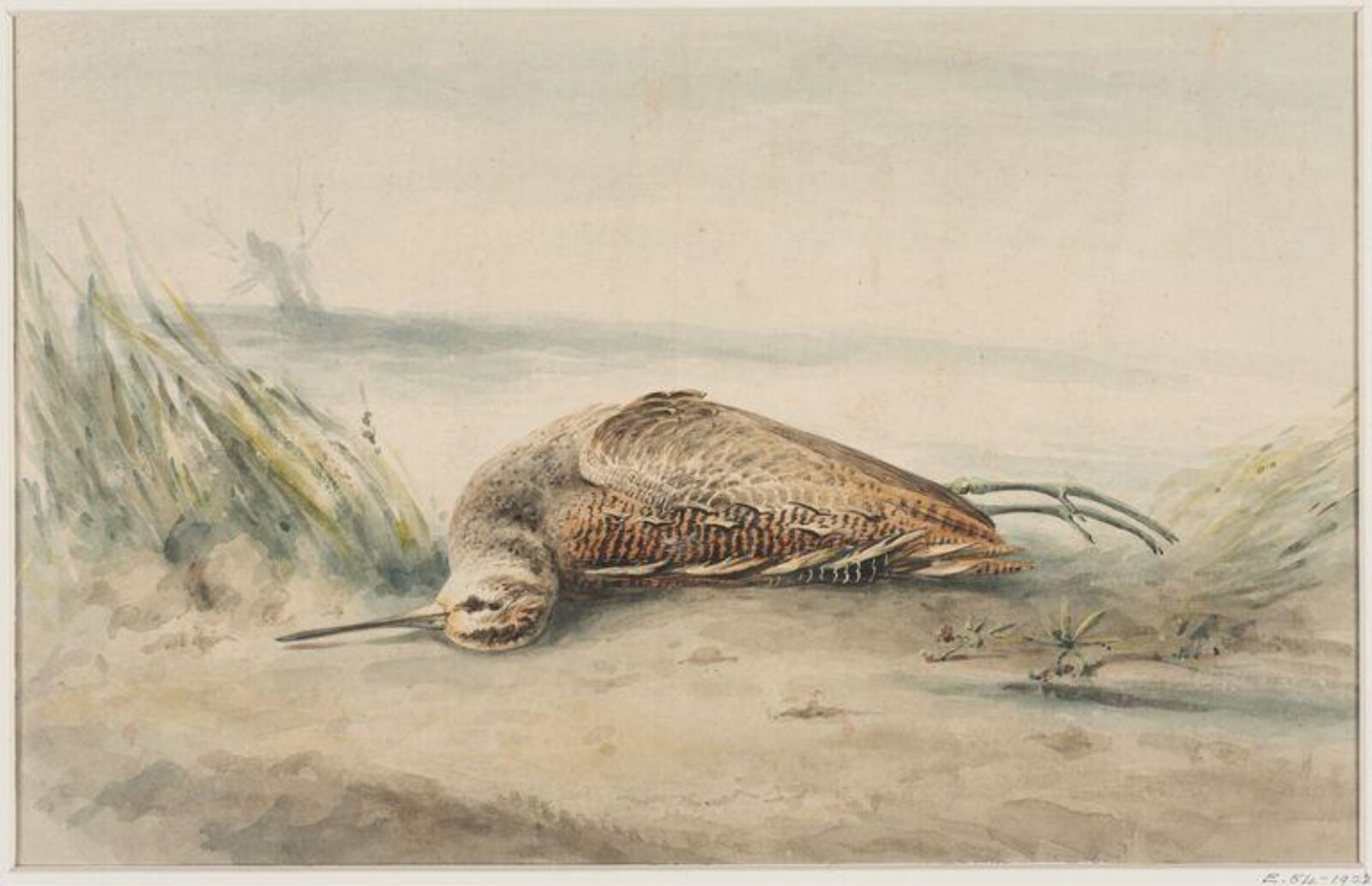A Dead Snipe, c. 19th century