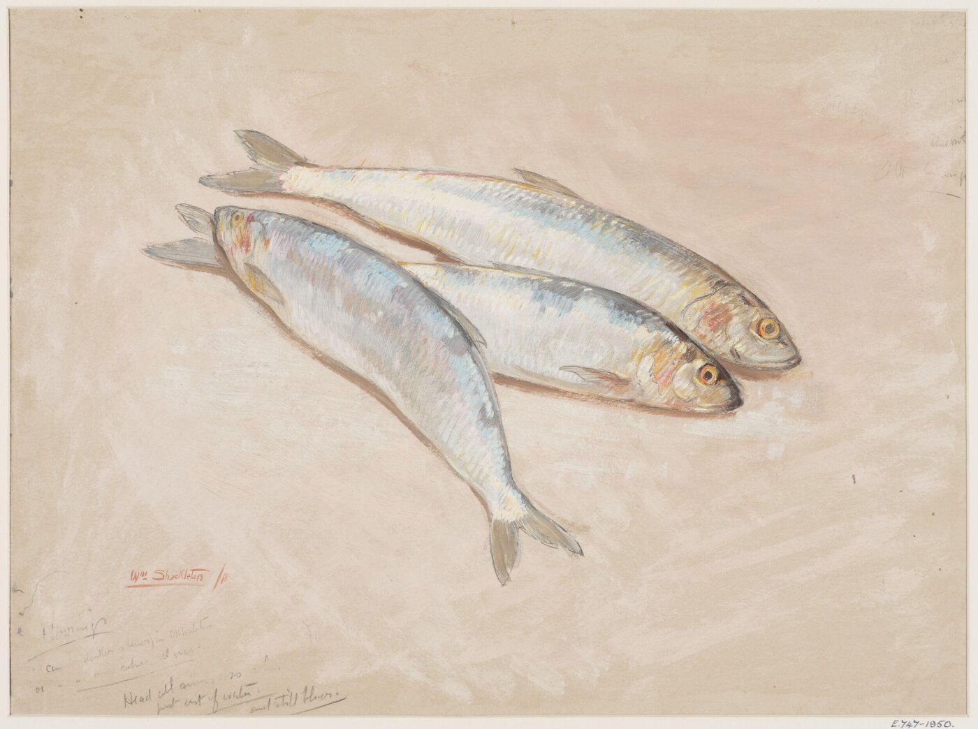 William Shackleton, Herrings