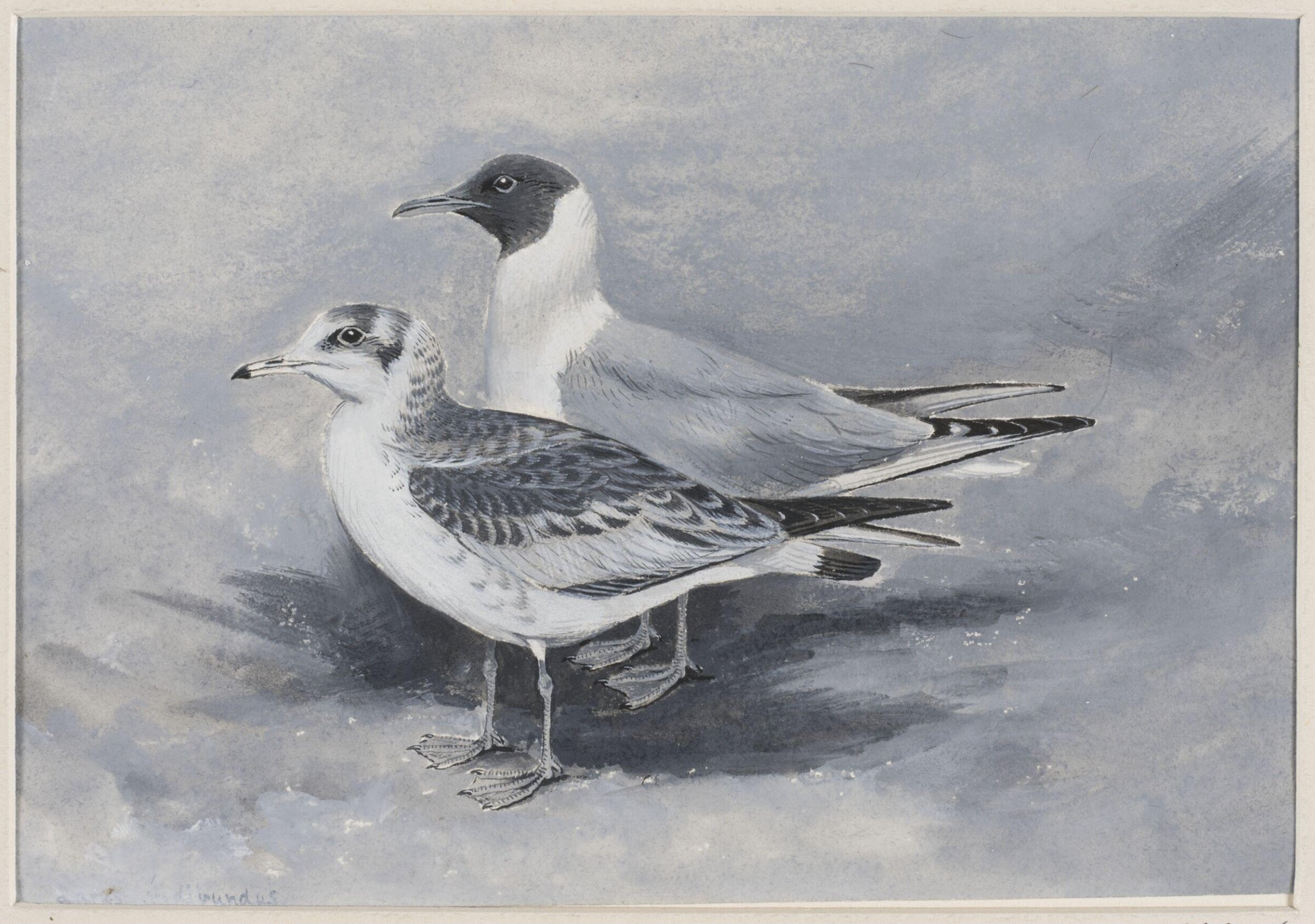 Black-Headed Gulls, adult and immature, George Edward Lodge