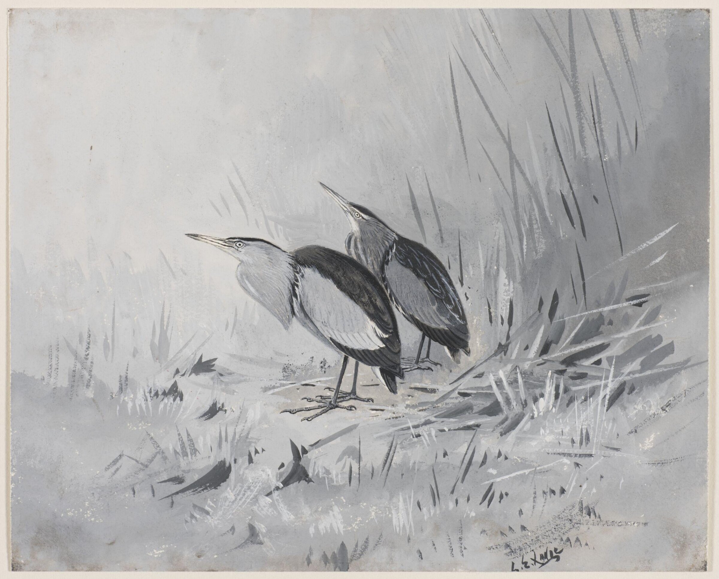 Little Bitterns, George Edward Lodge