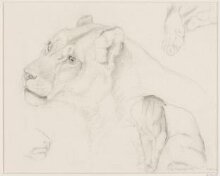 Head and Other Studies of a Lion thumbnail 1