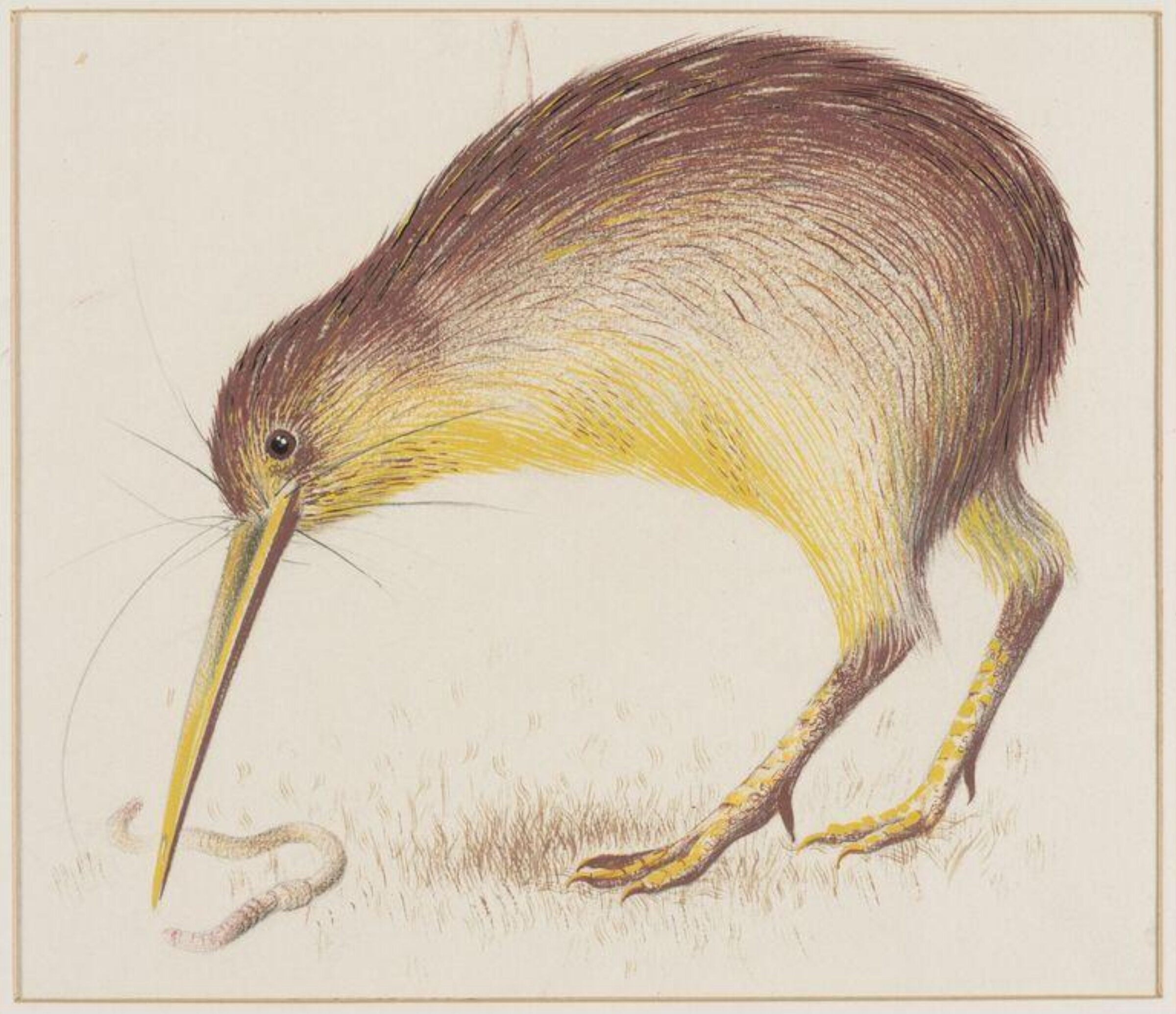 Kiwi, Arthur Reginald Smith