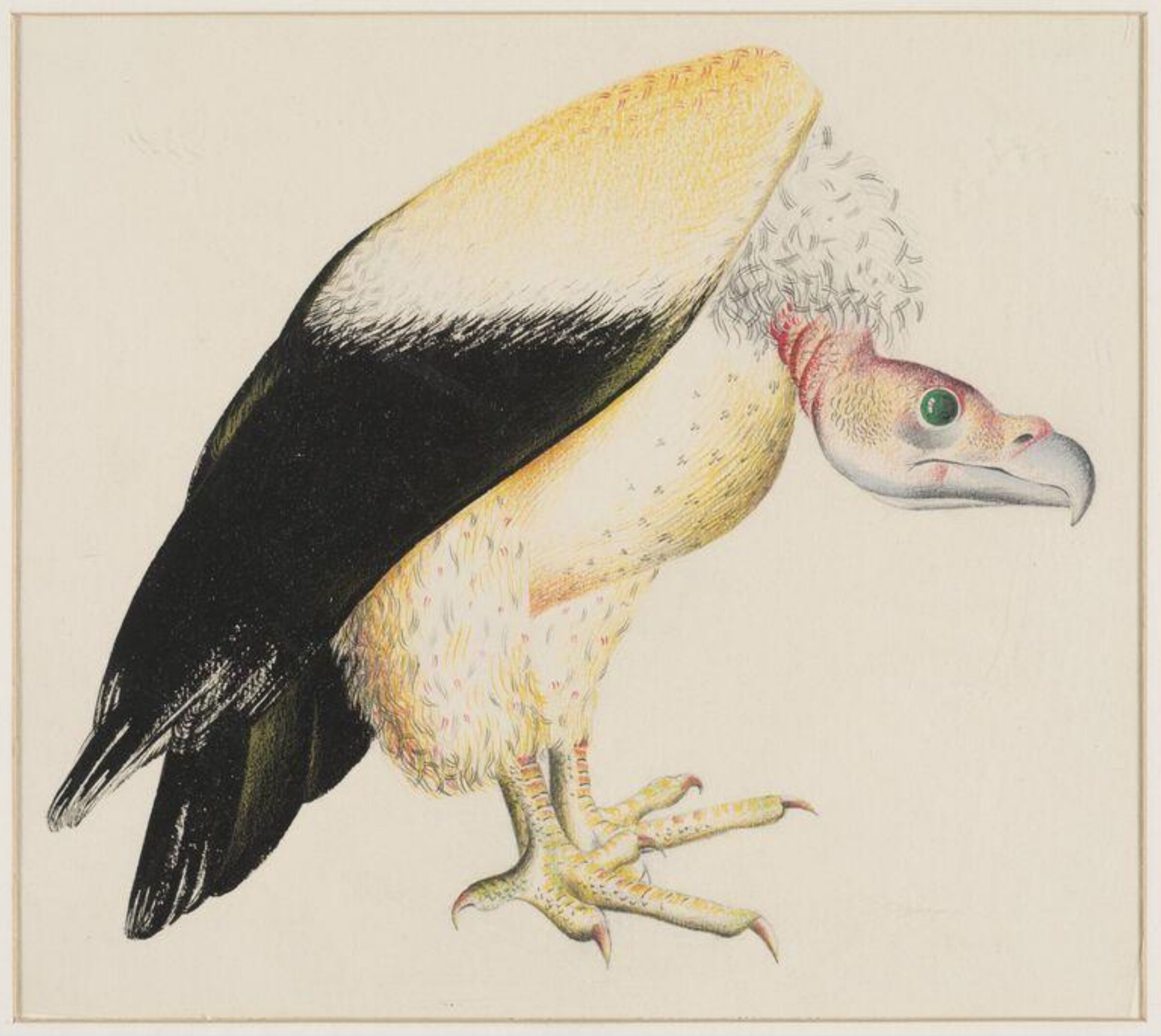Vulture, Arthur Reginald Smith