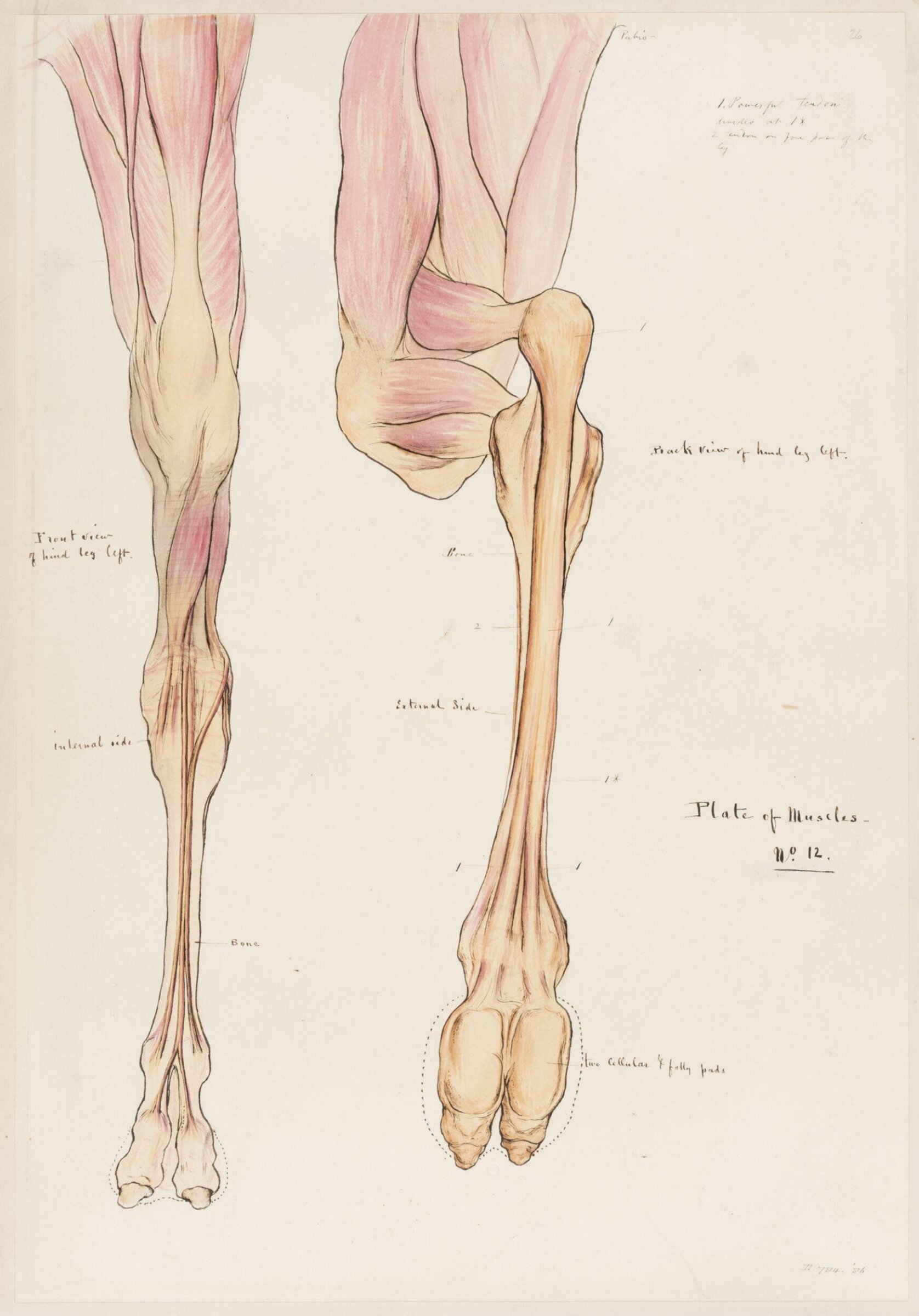 Drawing, Elijah Walton, 1865