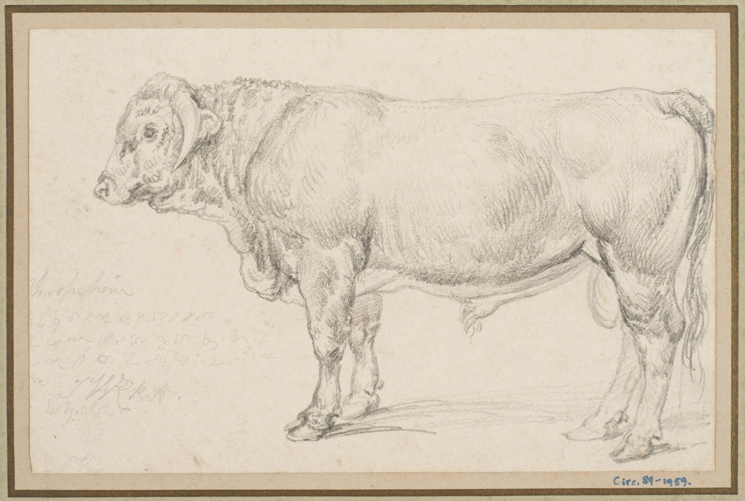 'Mr Cattisal's Shropshire Bull, James Ward