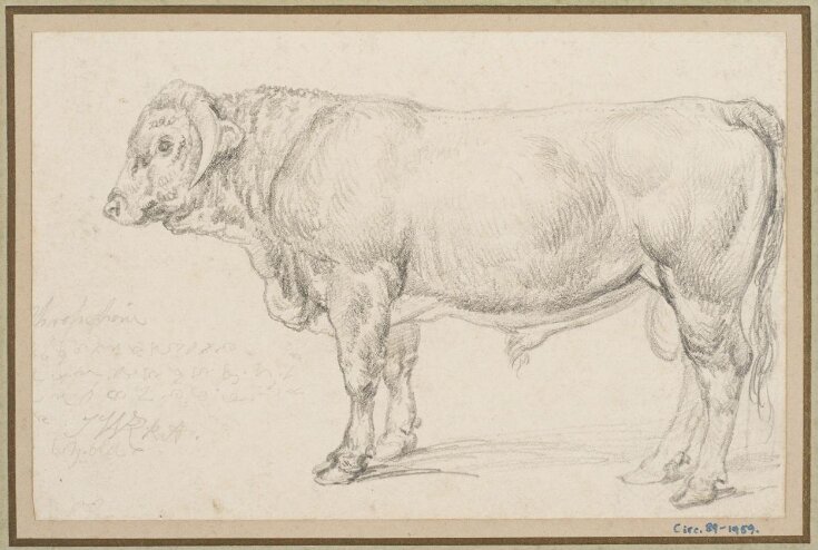 'Mr Cattisal's Shropshire Bull top image