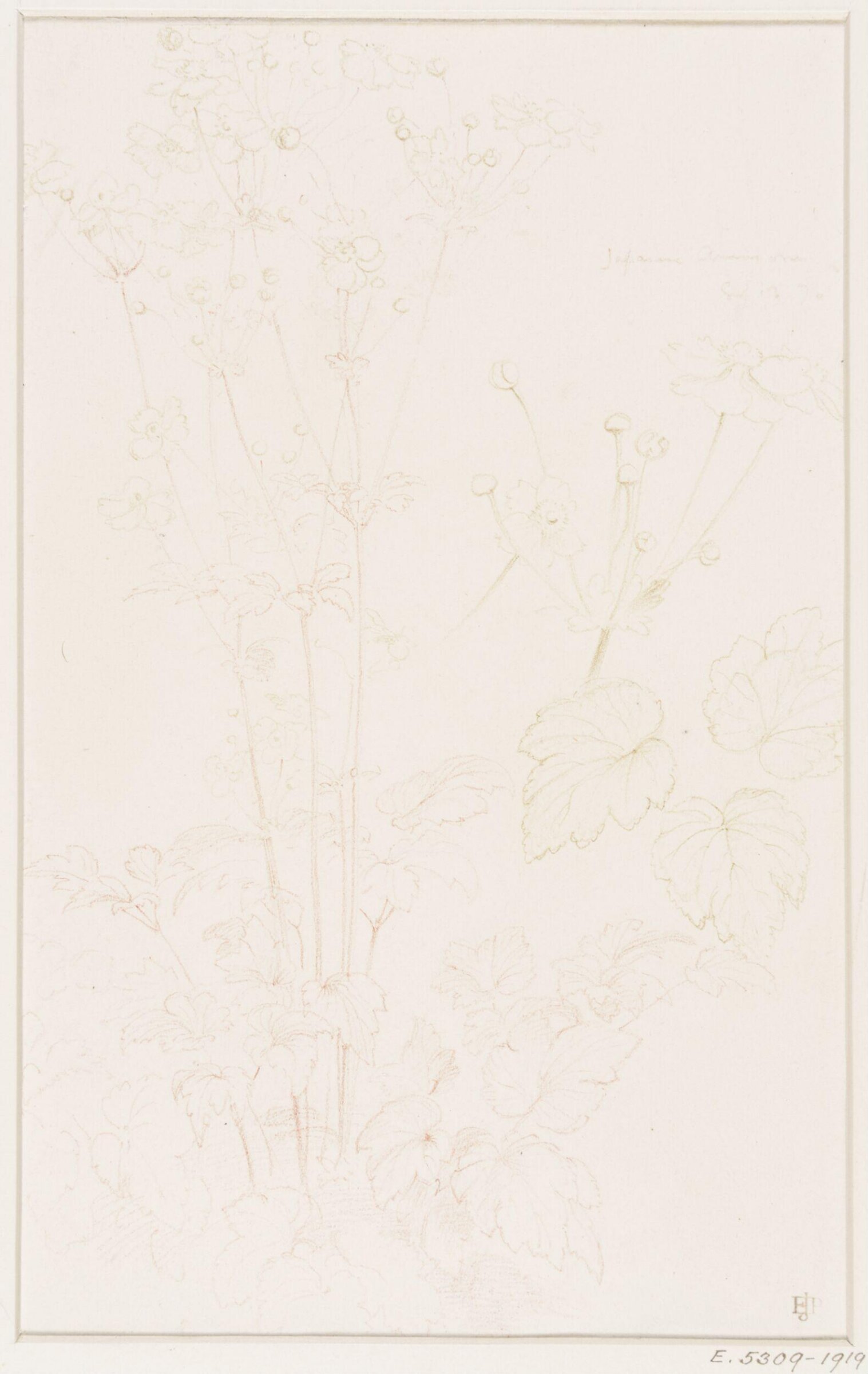 Studies of Flowers and Plants, 1876-1898, Edward John Poynter, 12/09/1878