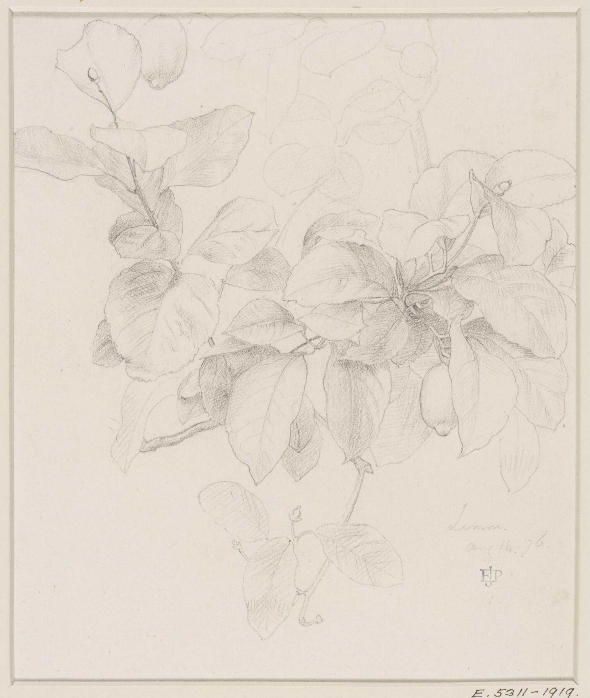 Studies of Flowers and Plants, 1876-1898, Edward John Poynter, 14/08/1876