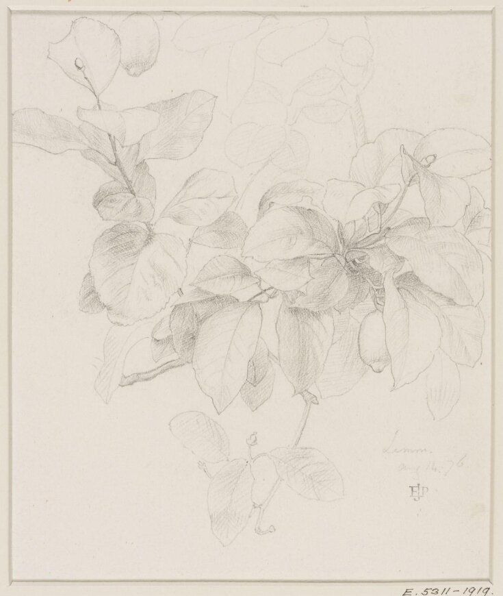 Studies of Flowers and Plants, 1876-1898 top image