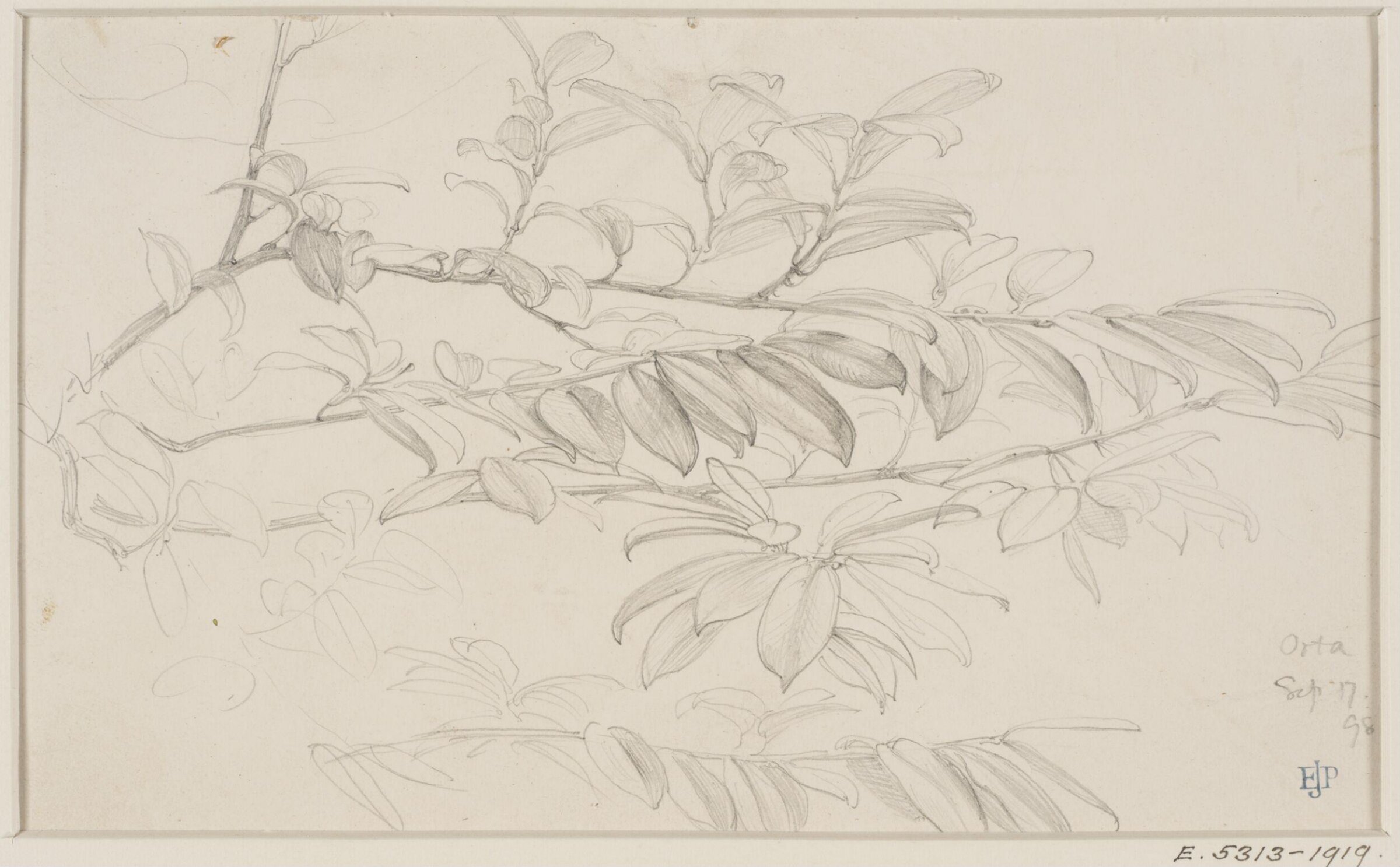 Studies of Flowers and Plants, 1876-1898, Edward John Poynter, 17/09/1898