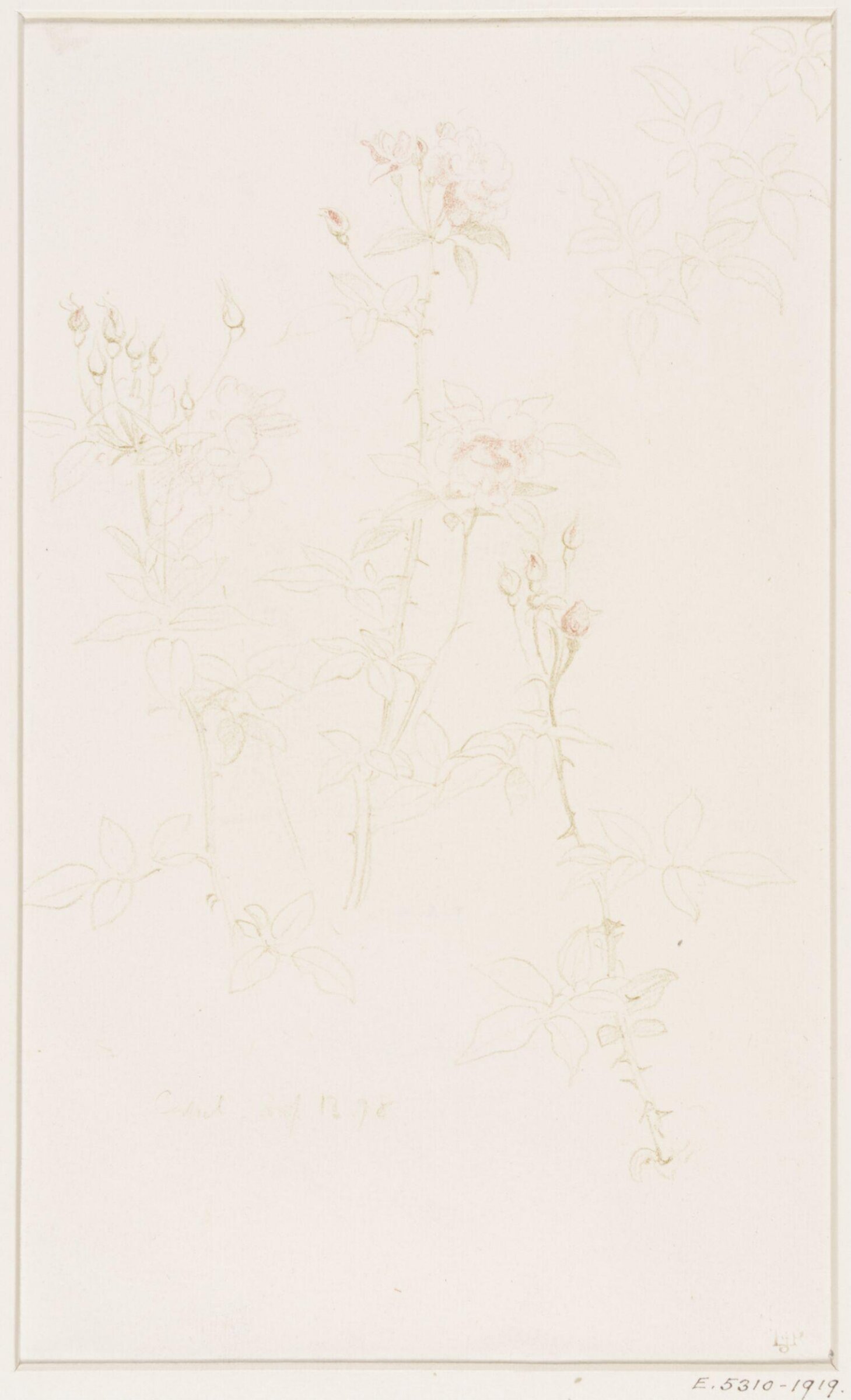 Studies of Flowers and Plants, 1876-1898, Edward John Poynter, 13/09/1878