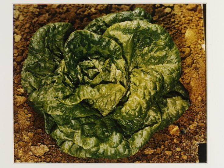 Lettuce top image
