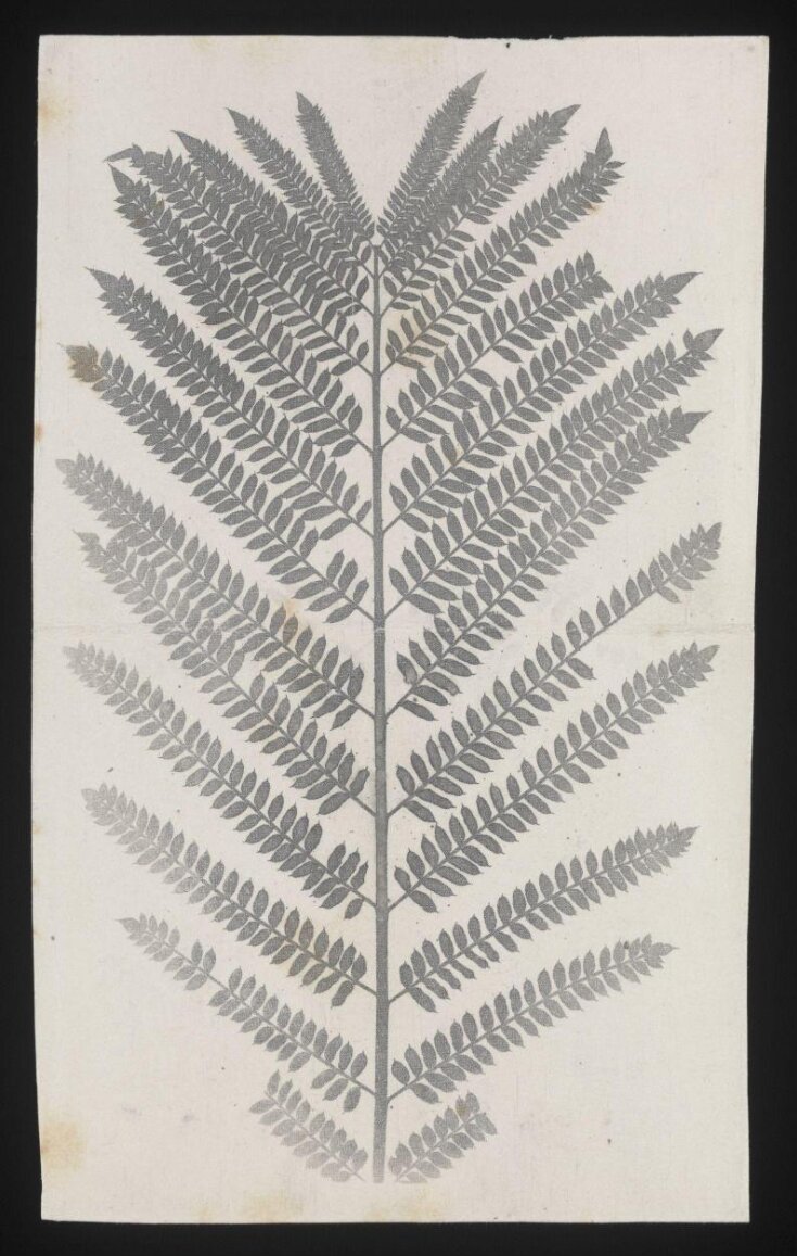 Symmetrical fern, with cloth "halftone" screen top image