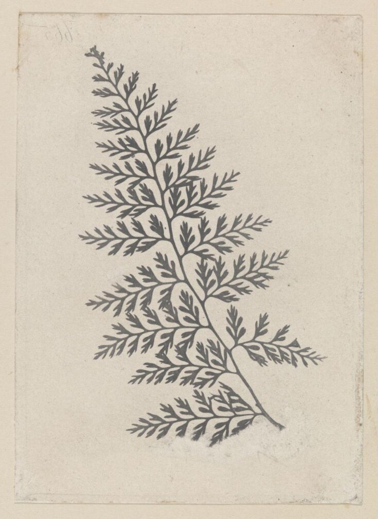 Exp. 665. Fern - Pteris Asperula top image