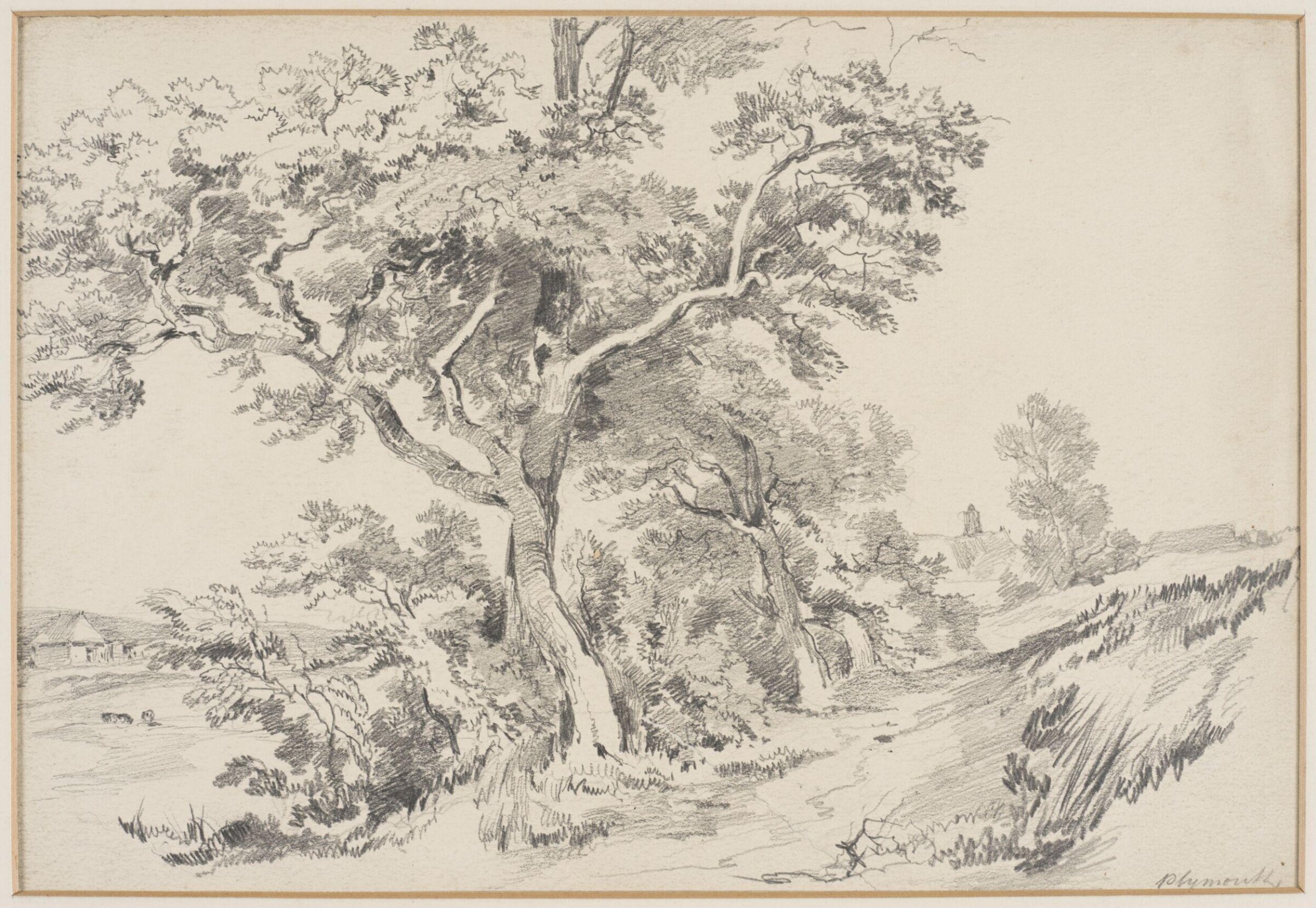 Study of Trees near Plymouth, Henry Courtney Selous