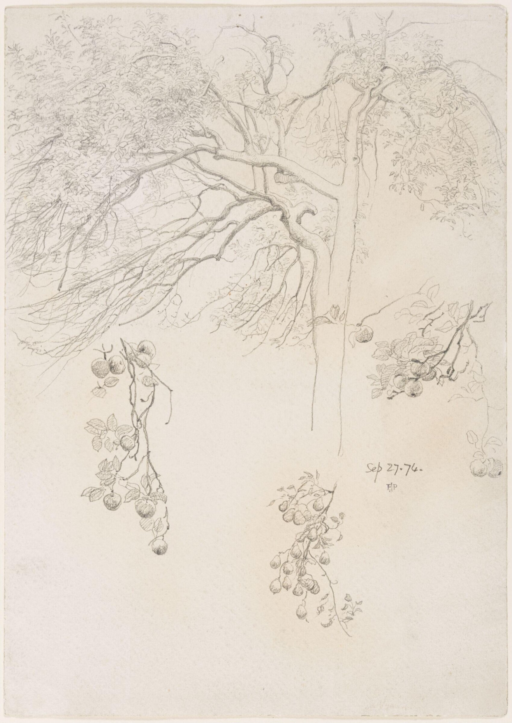 Sketch of a tree and studies of branches bearing fruit, John Edward Poynter, 27/09/1874