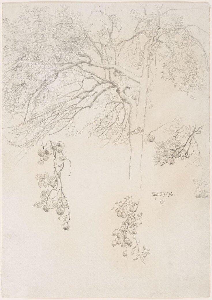 Sketch of a tree and studies of branches bearing fruit top image