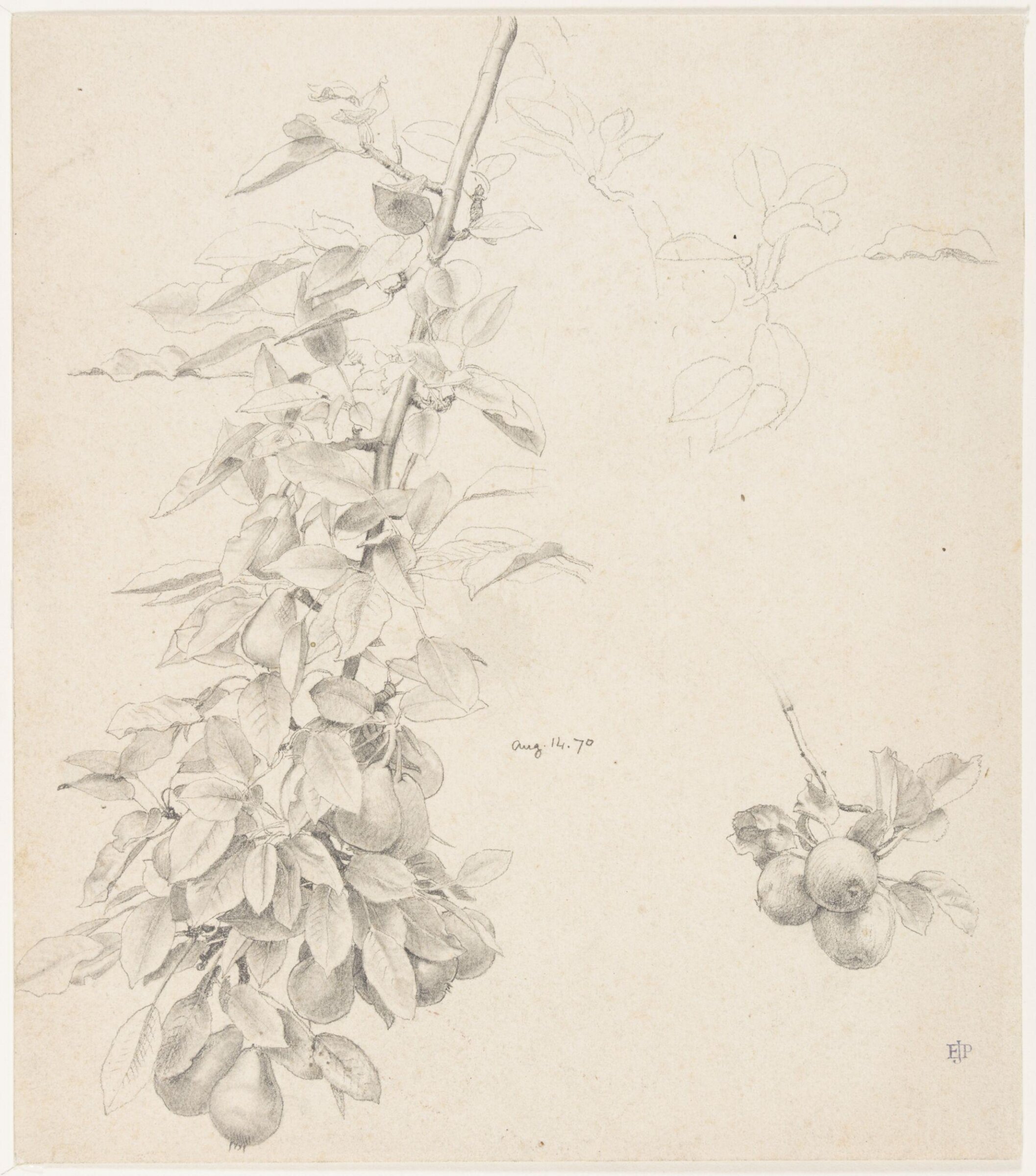 Studies of pear and apple trees, John Edward Poynter, 14/08/1870
