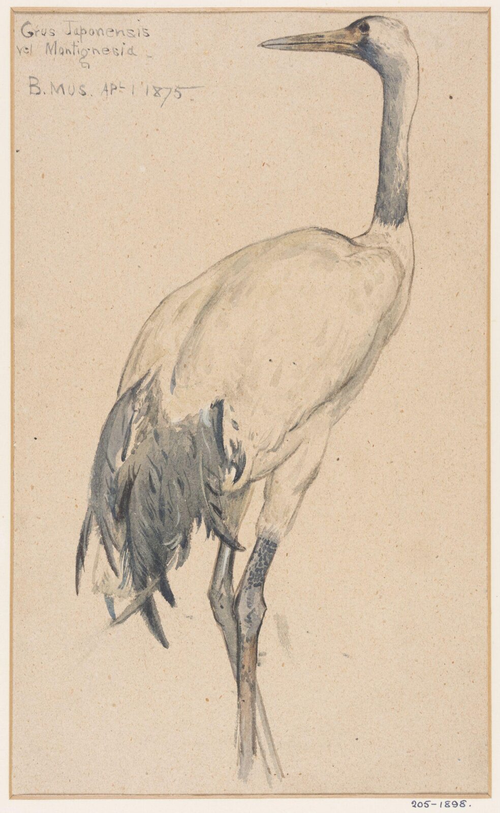 Drawing, Henry Stacy Marks, c. 1849-1875