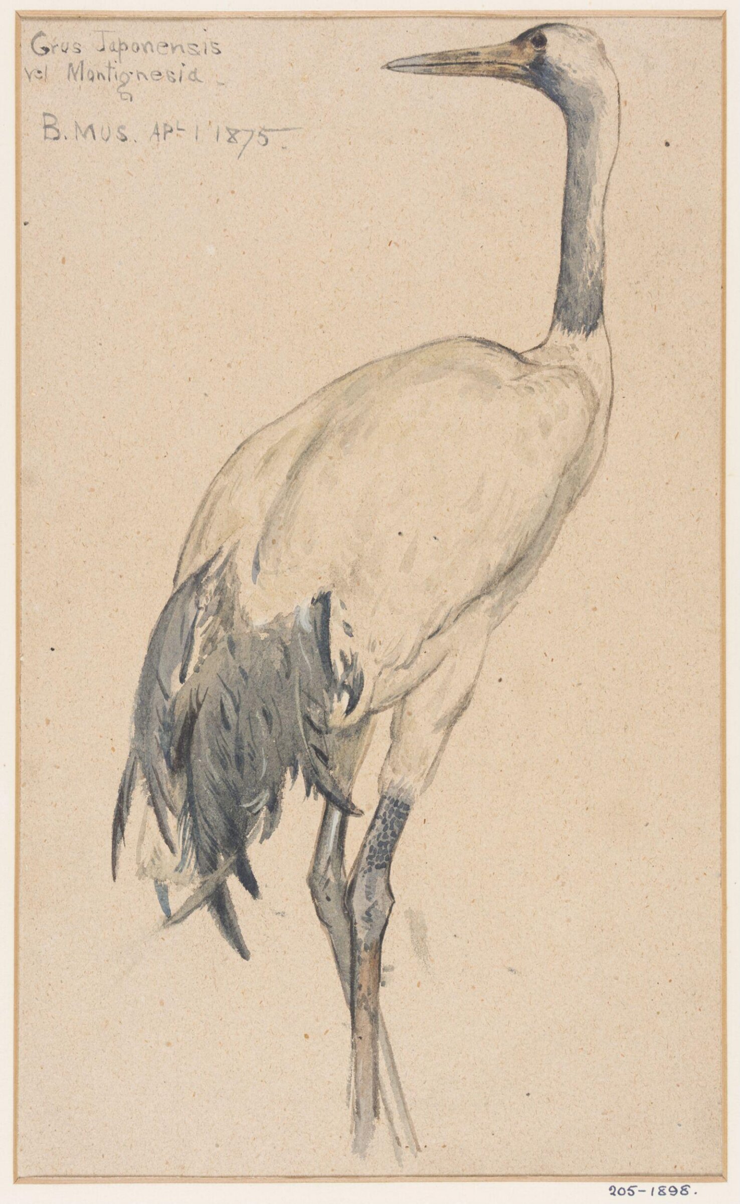 Drawing, Henry Stacy Marks, c. 1849-1875