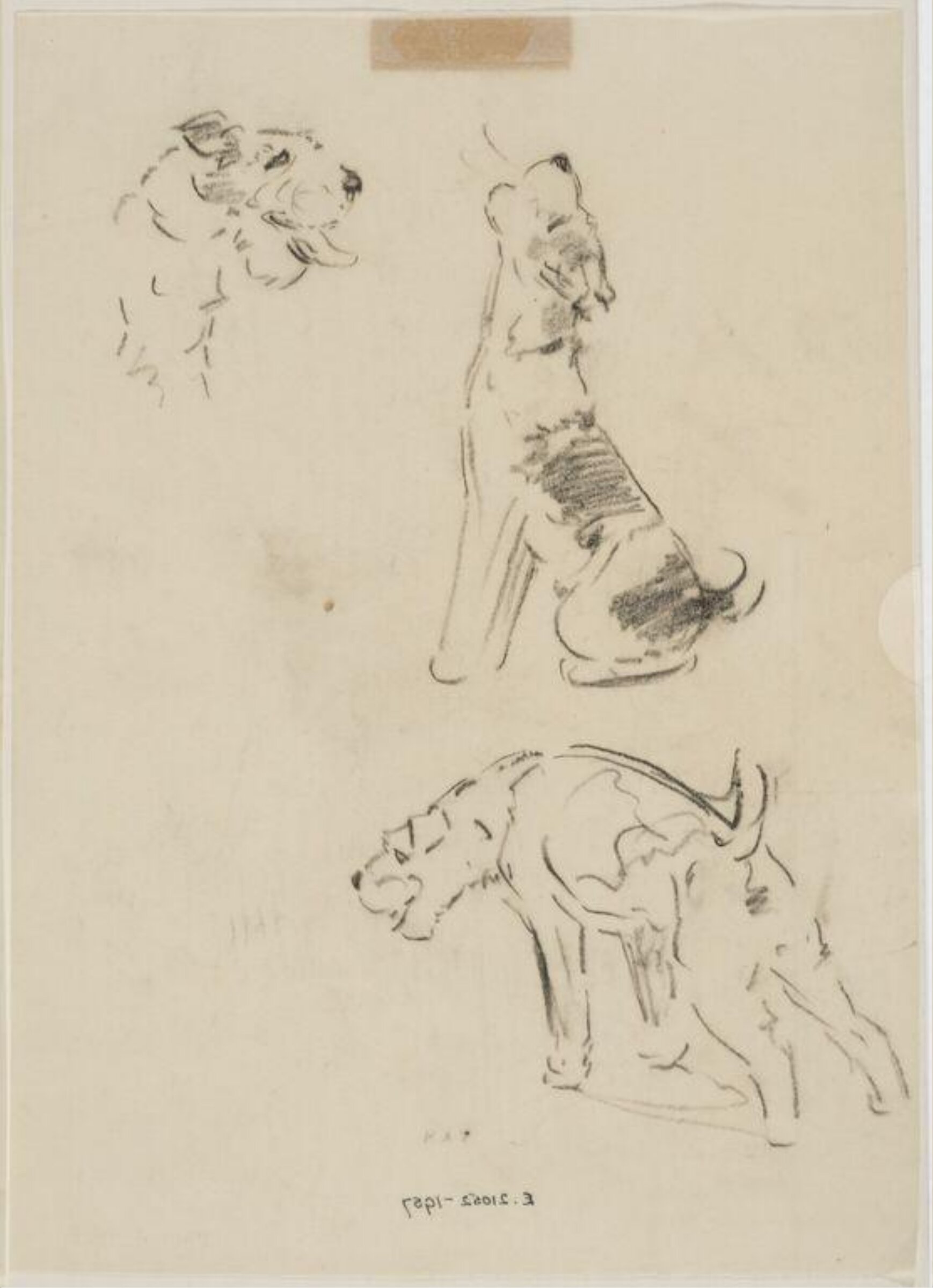 Drawing, Carton Moore-Park