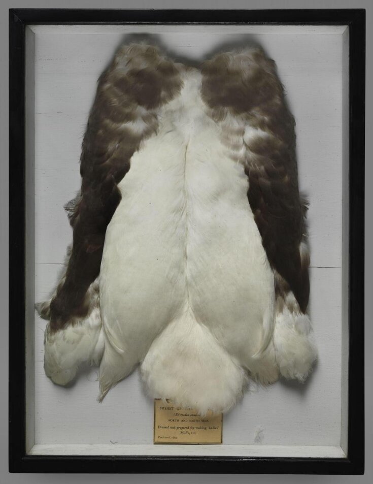 Albatross Breast top image