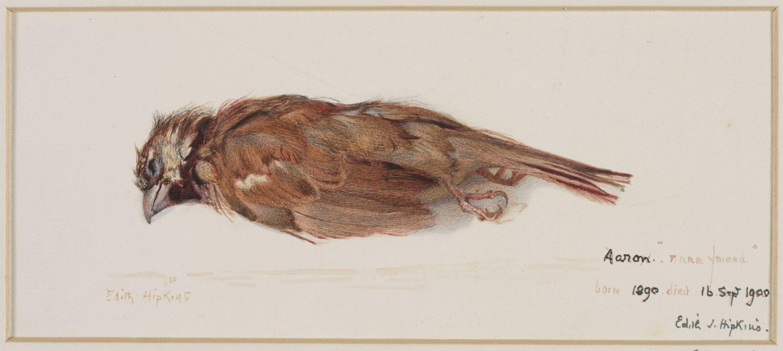 Drawing, Edith Hipkins, 1900
