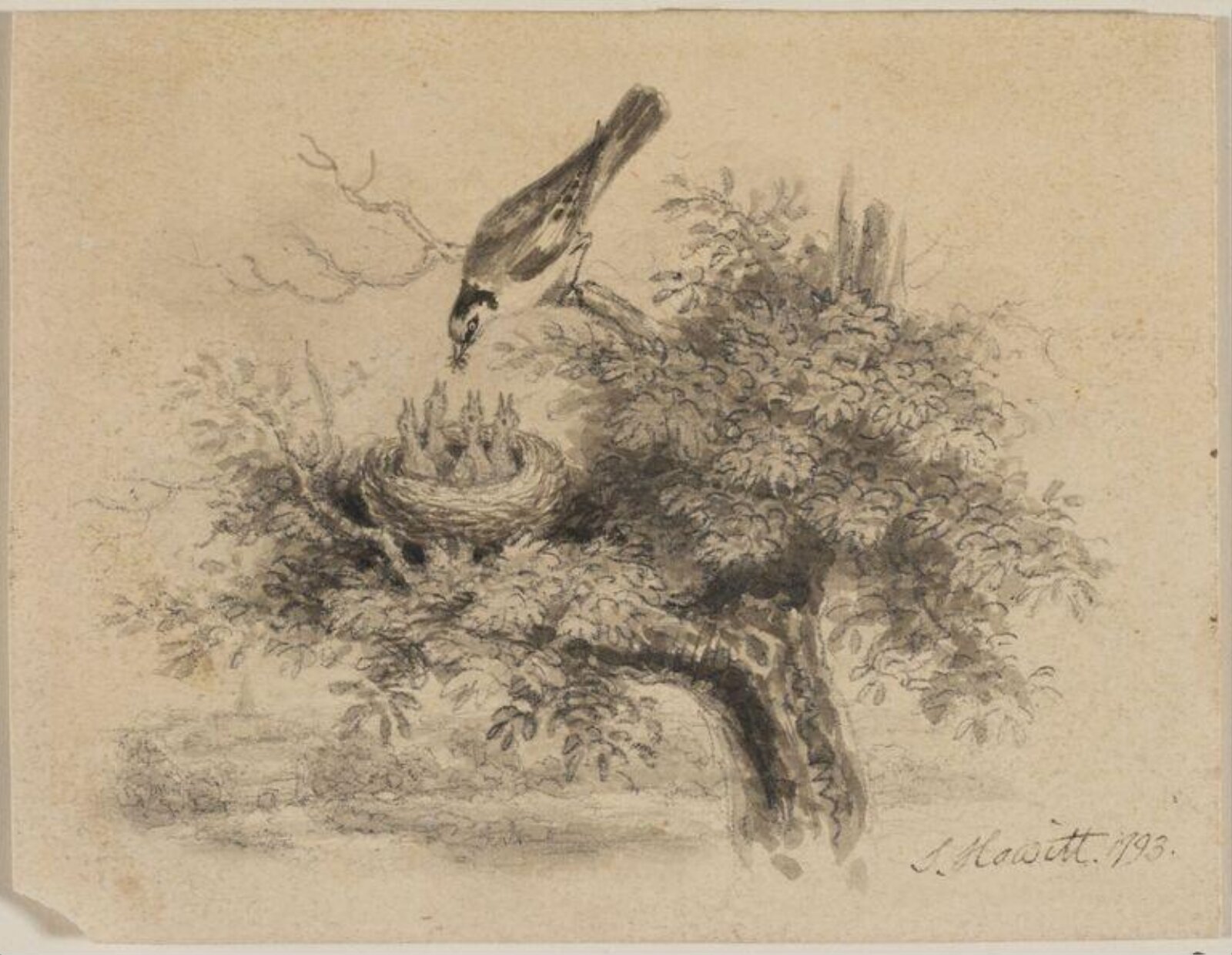 Drawing