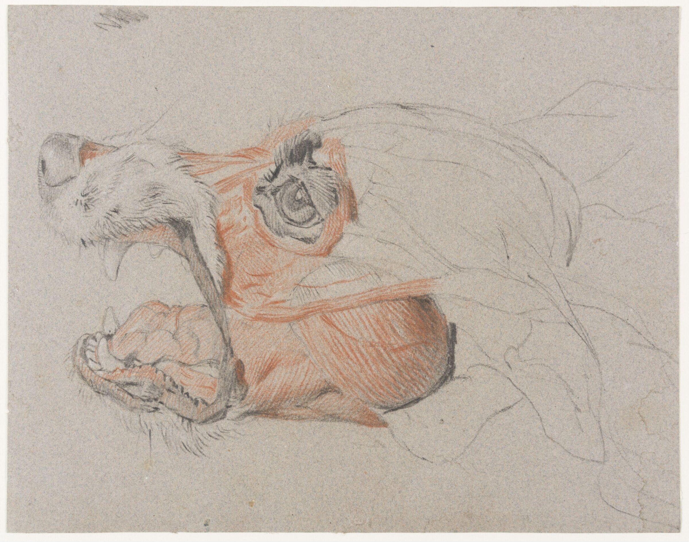 Study of an écorché dog's head, John Frederick Lewis, ca.1820-22