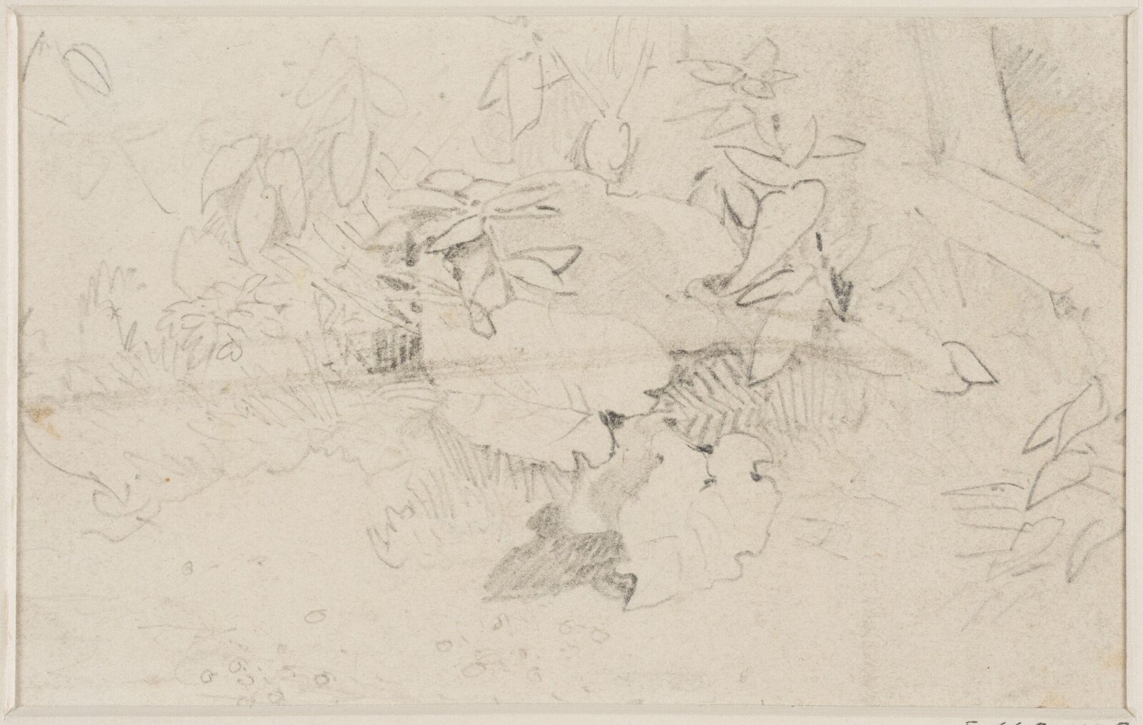 Plant forms, John Sell Cotman, ca. 1800-42