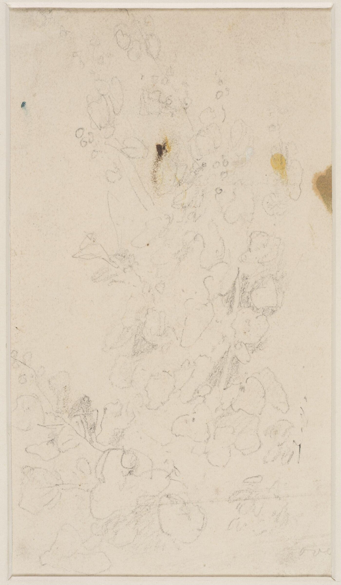 Study of a flowering plant, Джон Селл Котман, ок. 1800–1842