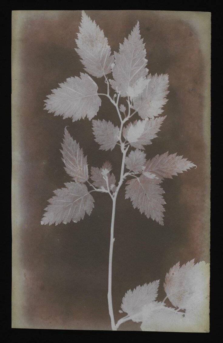 Leaves on a stem top image