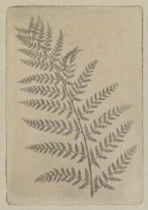 Fern leaf thumbnail 2