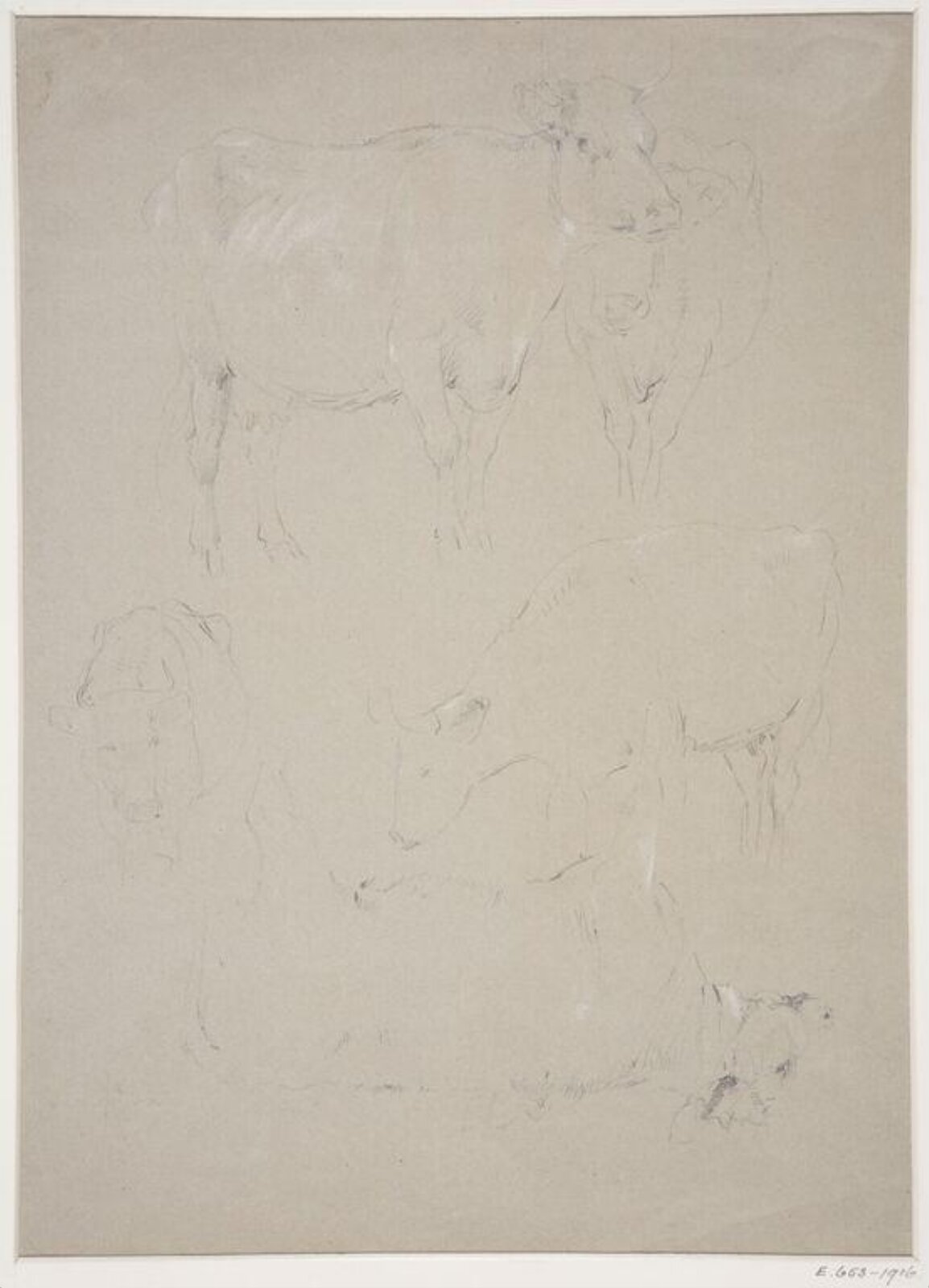 Studies of cattle, Lucy Cooper, ca. late 19th century