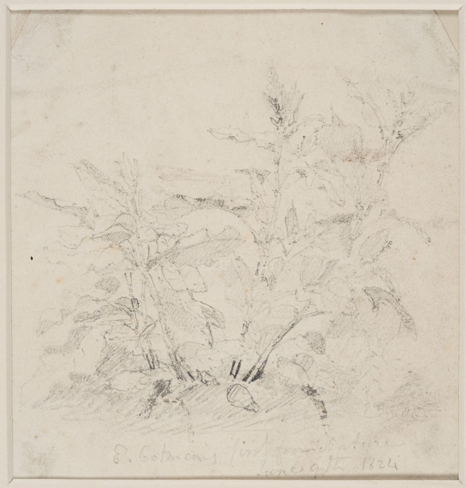 Study of a plant, Miles Cotman, 1824