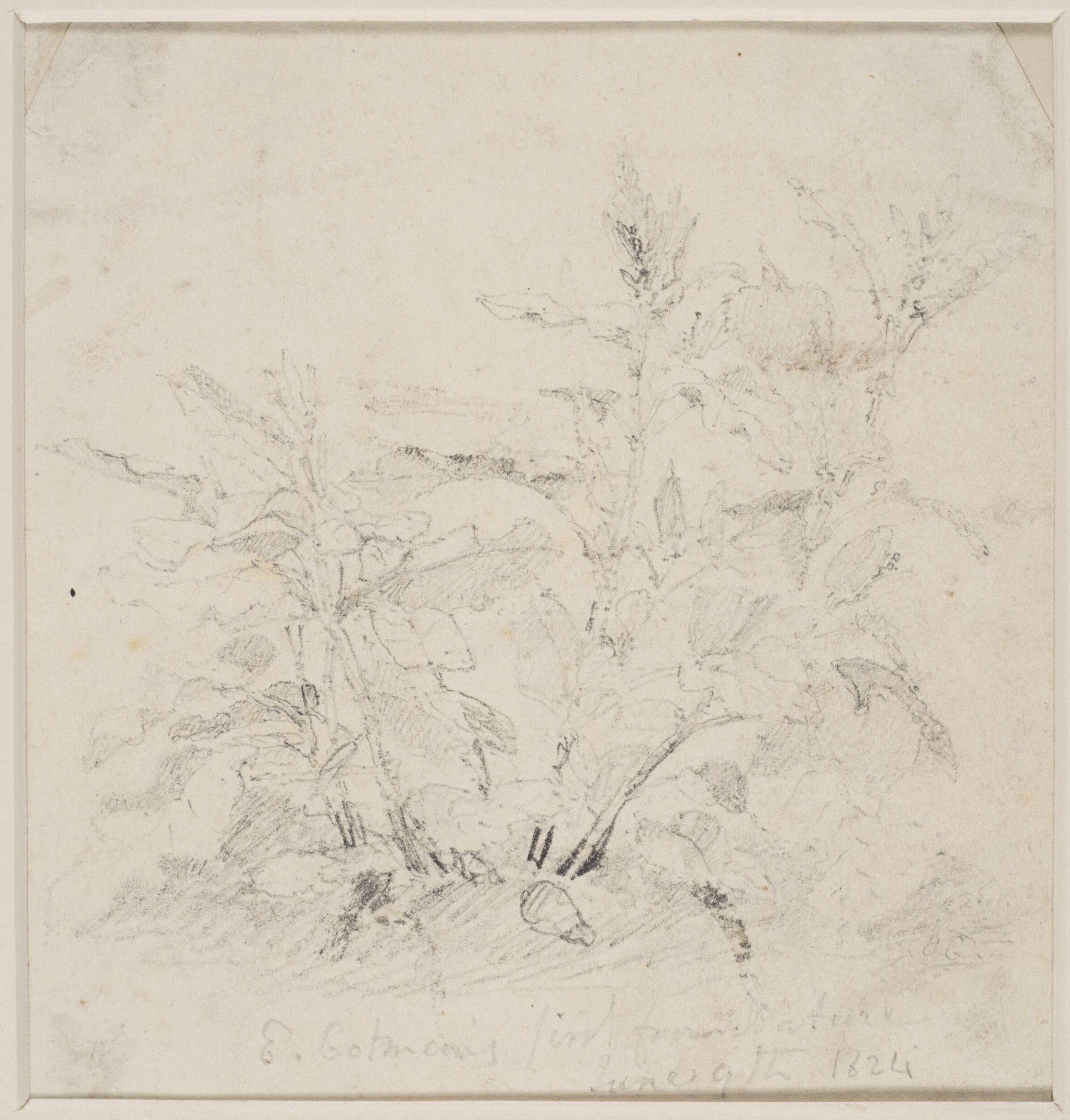 Study of a plant, Miles Cotman, 1824
