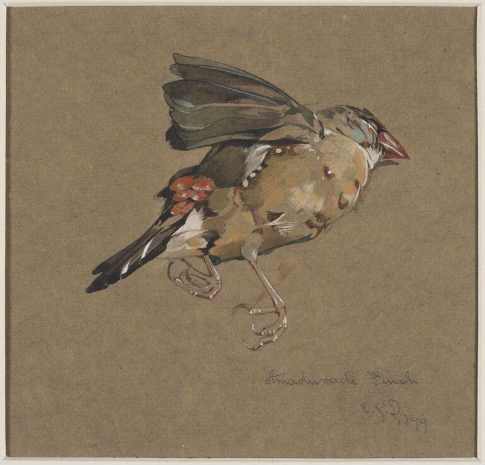 Amaduvade Finch, Edward Julius Detmold, 1899