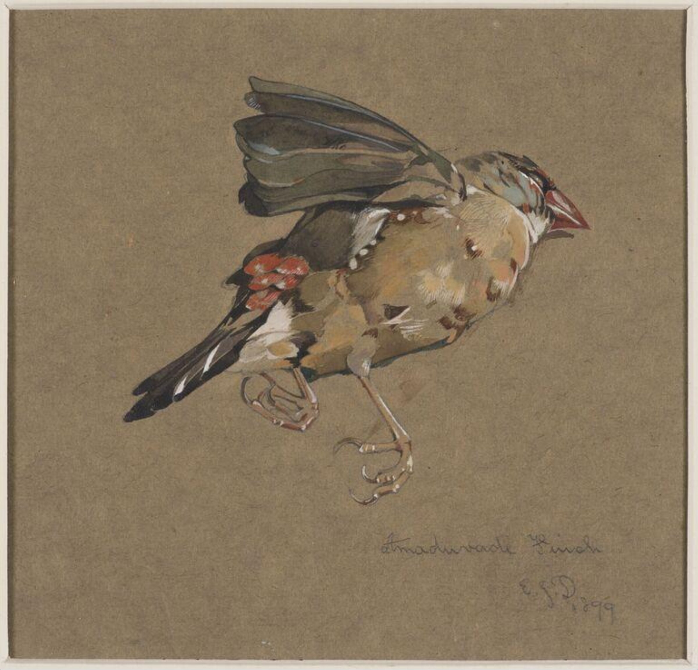 Amaduvade Finch, Edward Julius Detmold, 1899