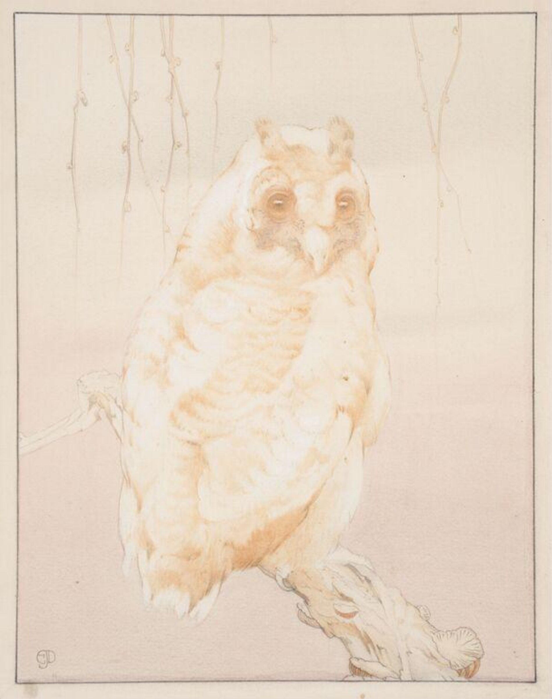 An owl, Edward Julius Detmold, 1883-1948