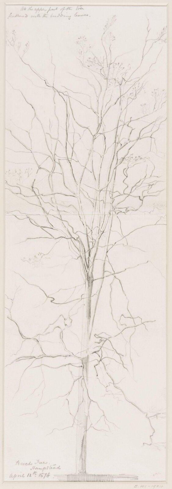 Beech Tree, Hampstead, Herbert H. Goodall, 12 April 1878
