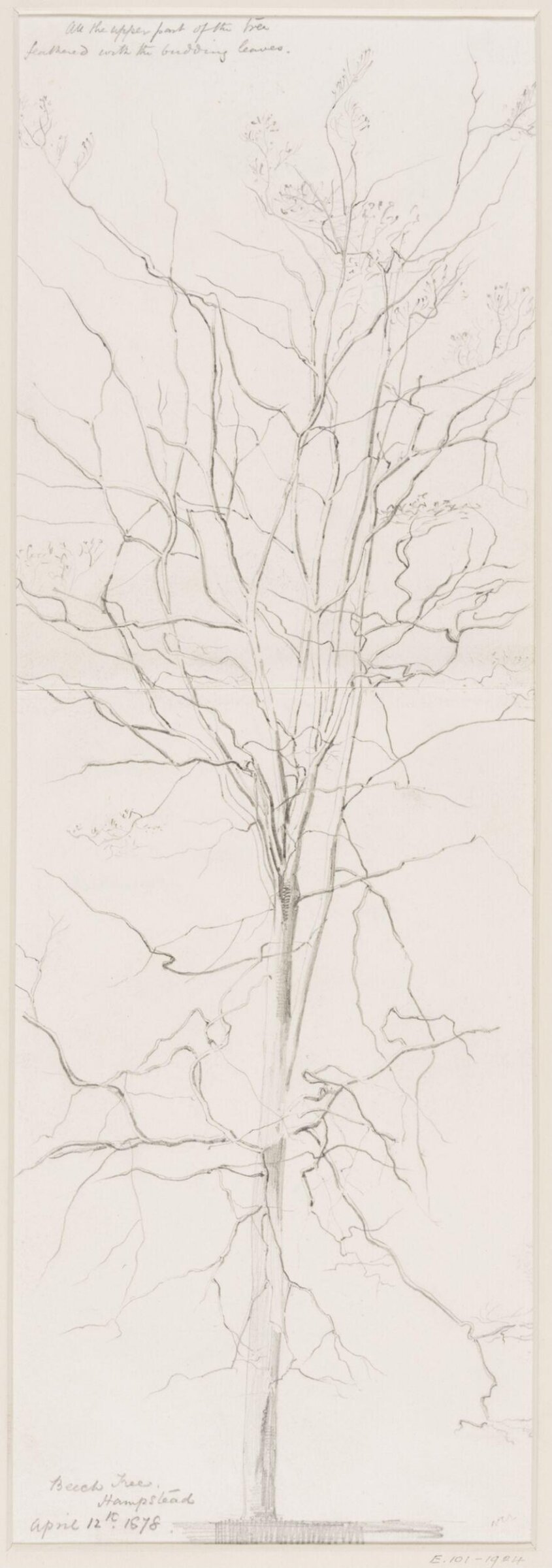 Beech Tree, Hampstead, Herbert H. Goodall, 12 April 1878