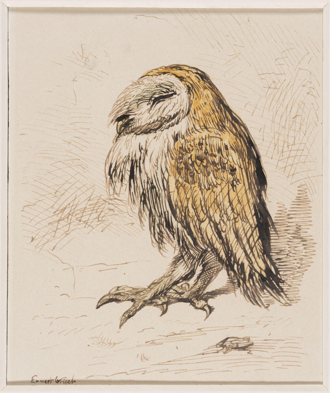 An Owl, Ernest Griset, second half of the 19th century