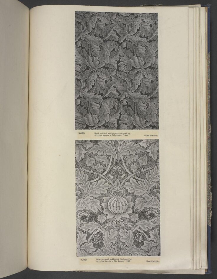 Acanthus top image